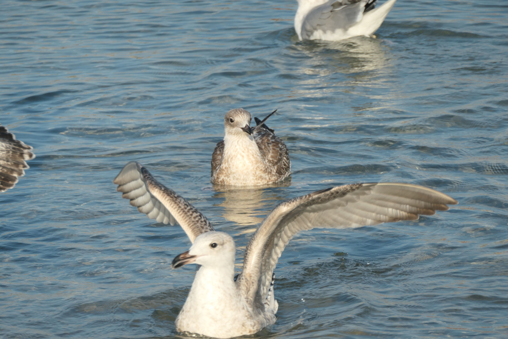 Zingst 14
