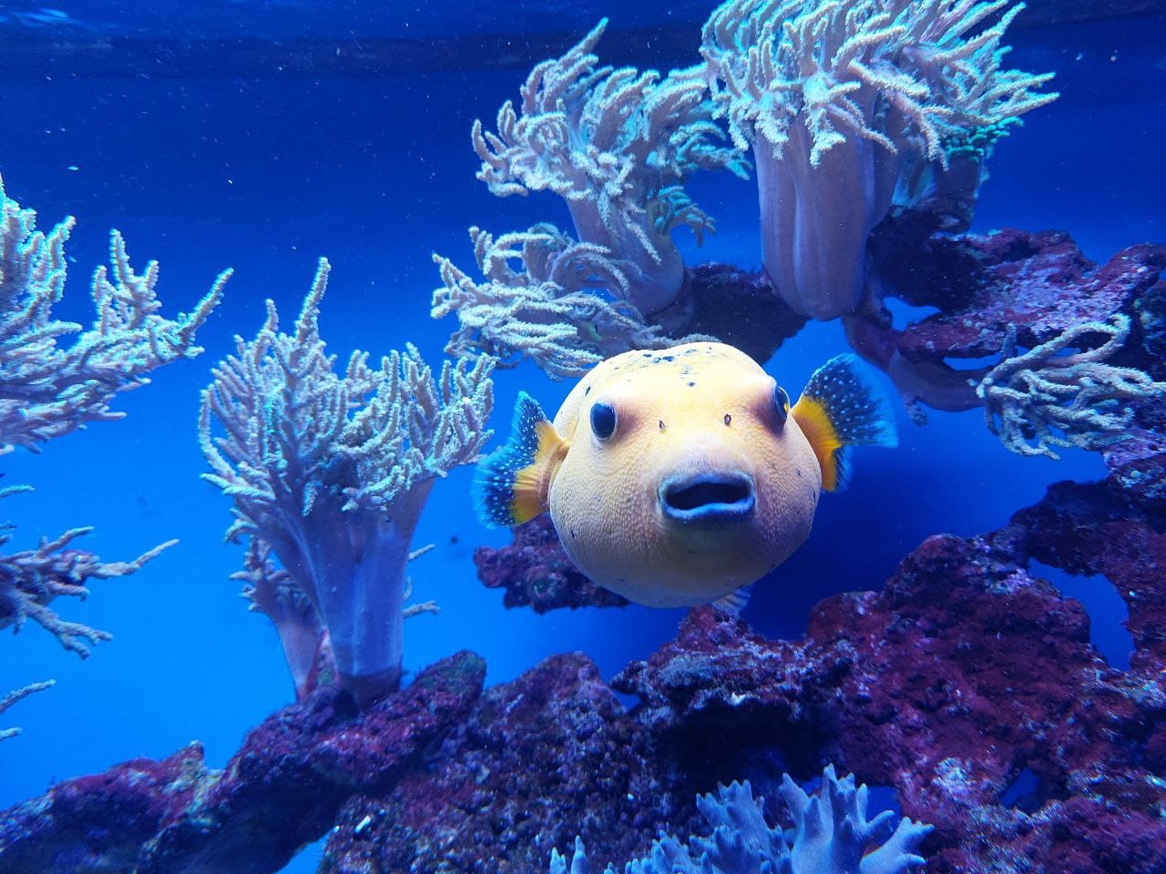 Polnische Ostseeküste, Misdroy