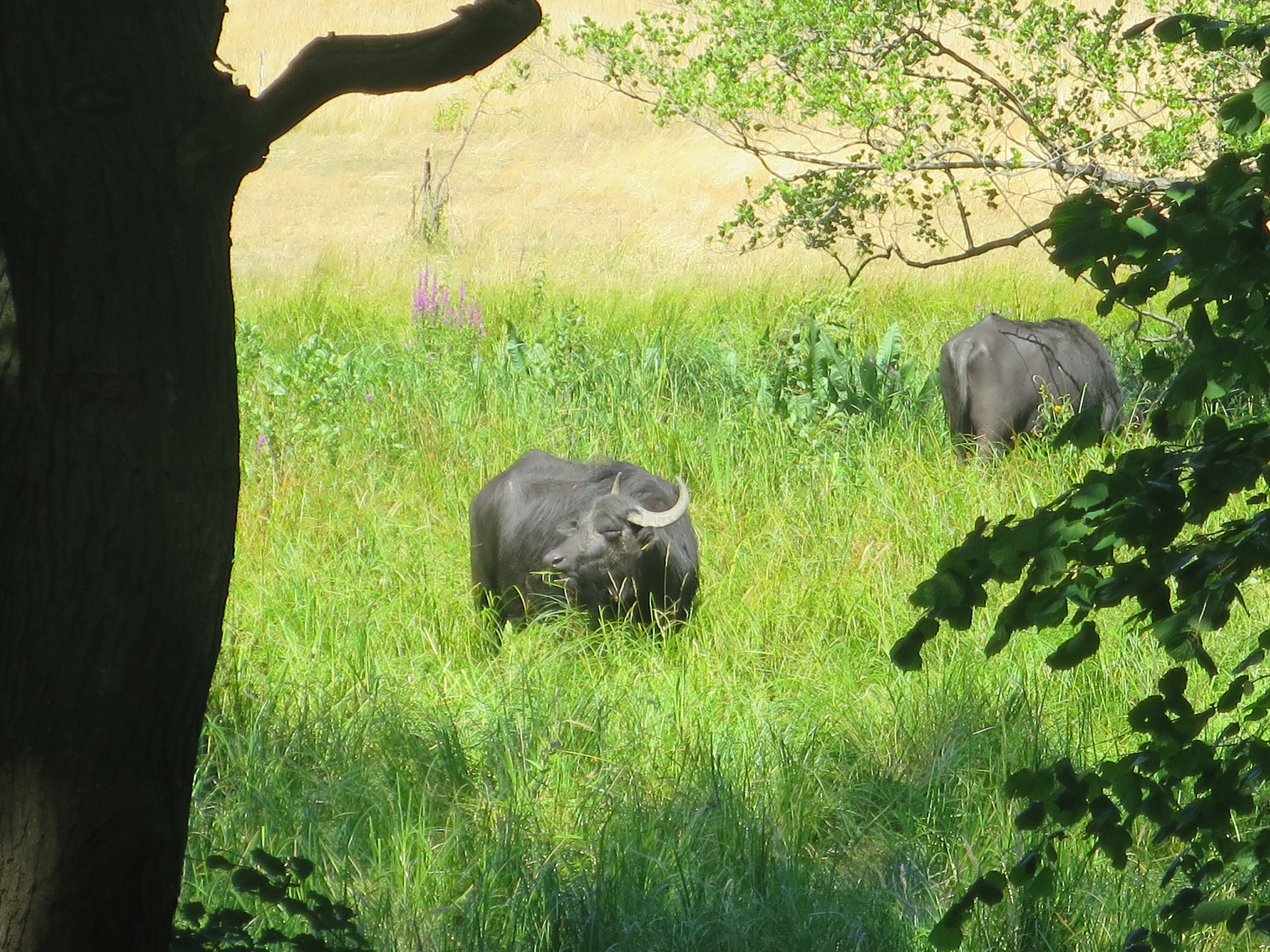 Grunewald 21