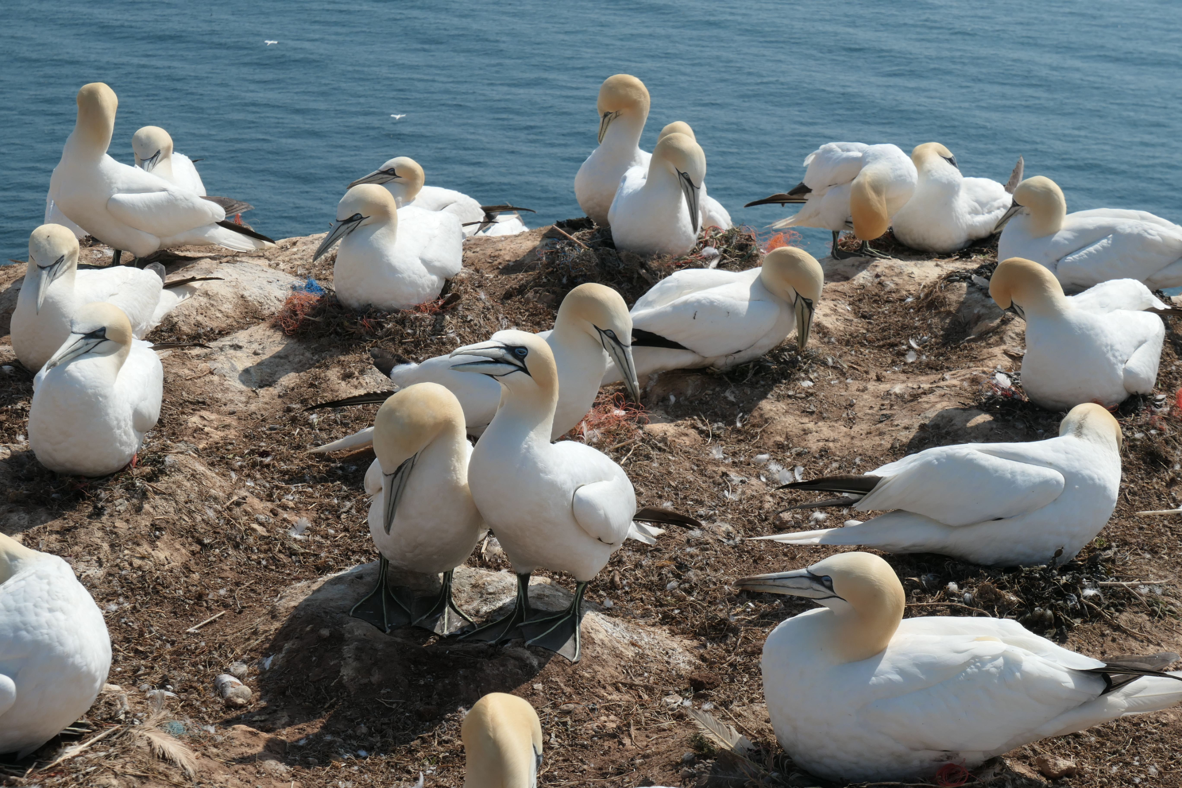 Helgoland 07