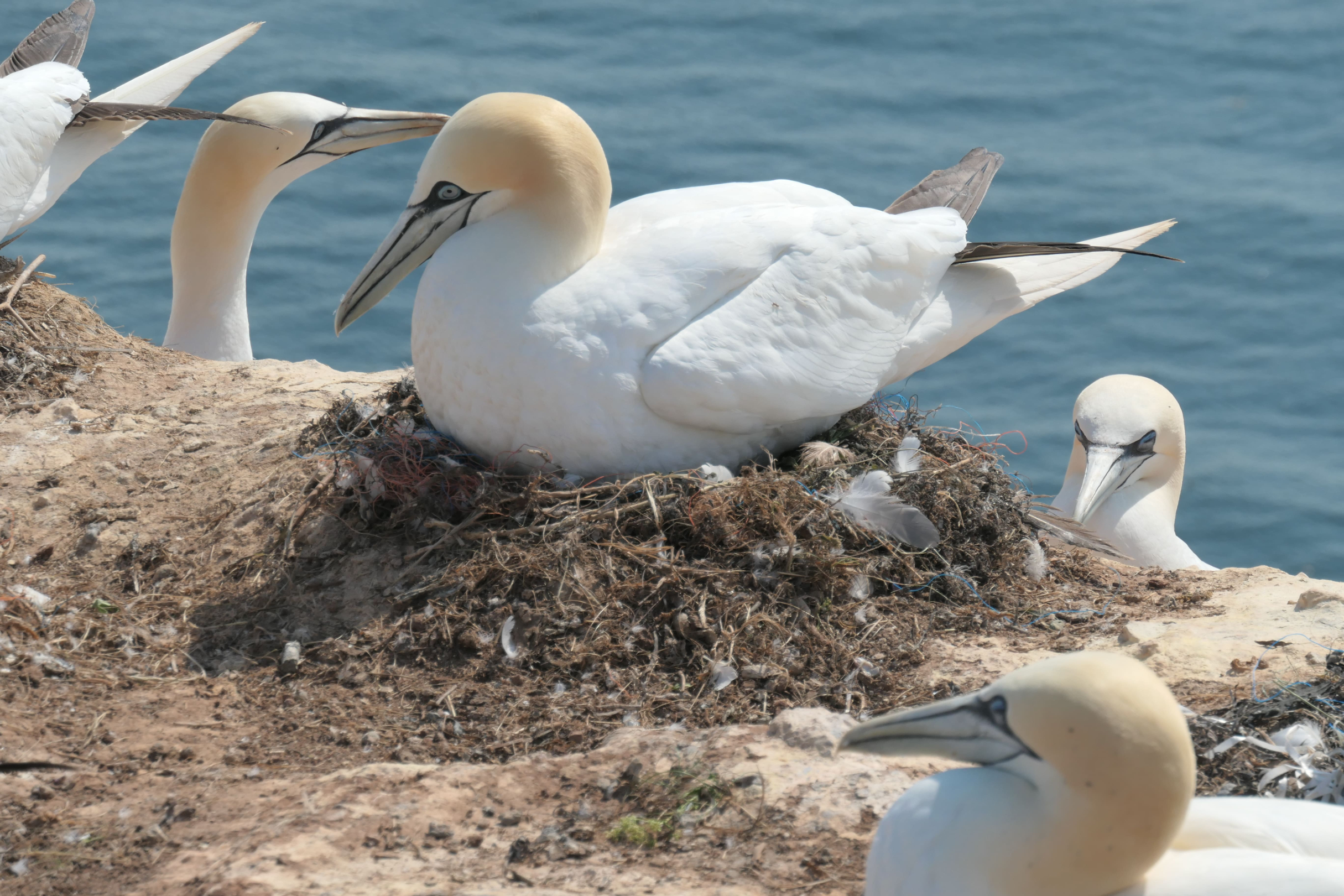 Helgoland 08