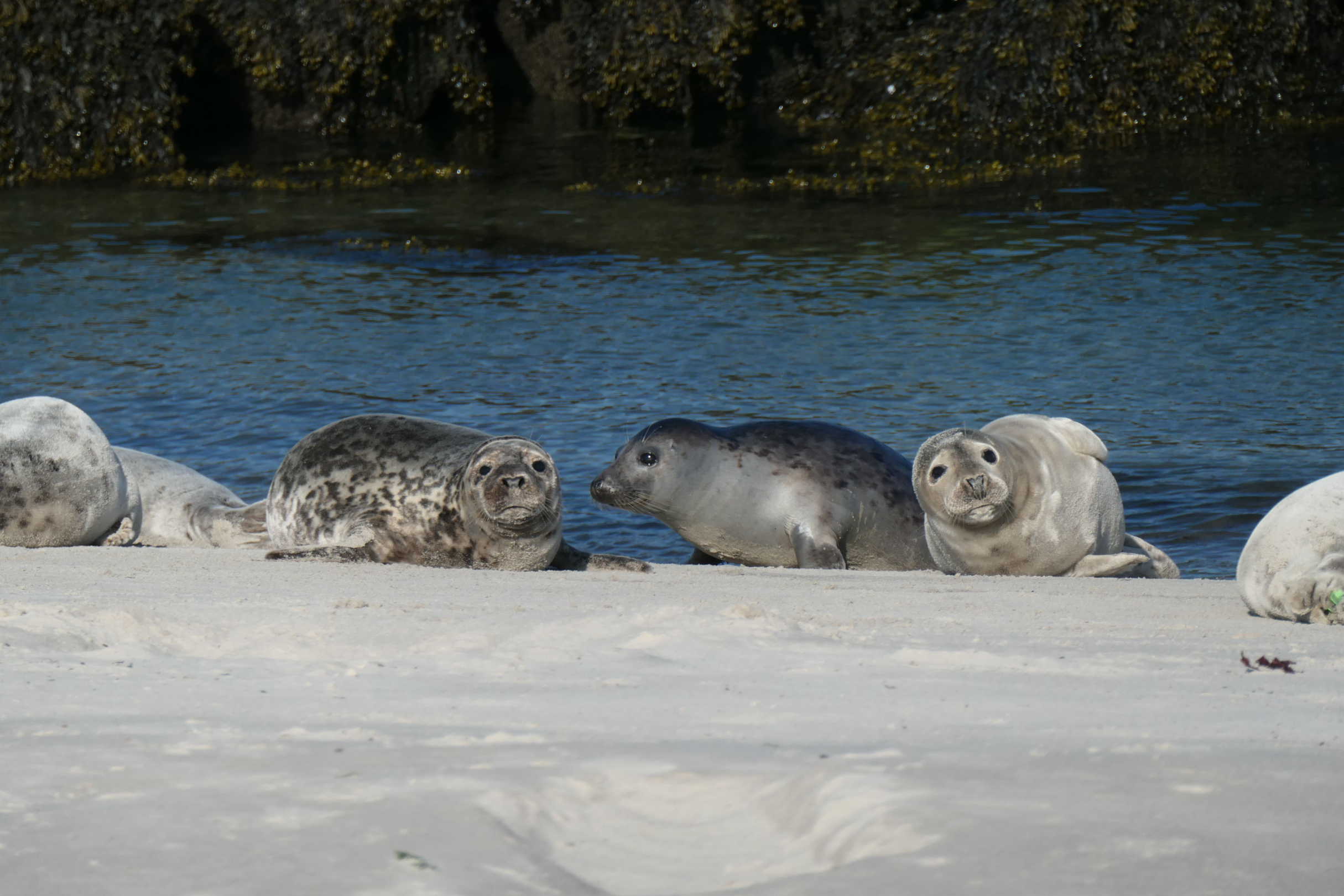 Helgoland 20