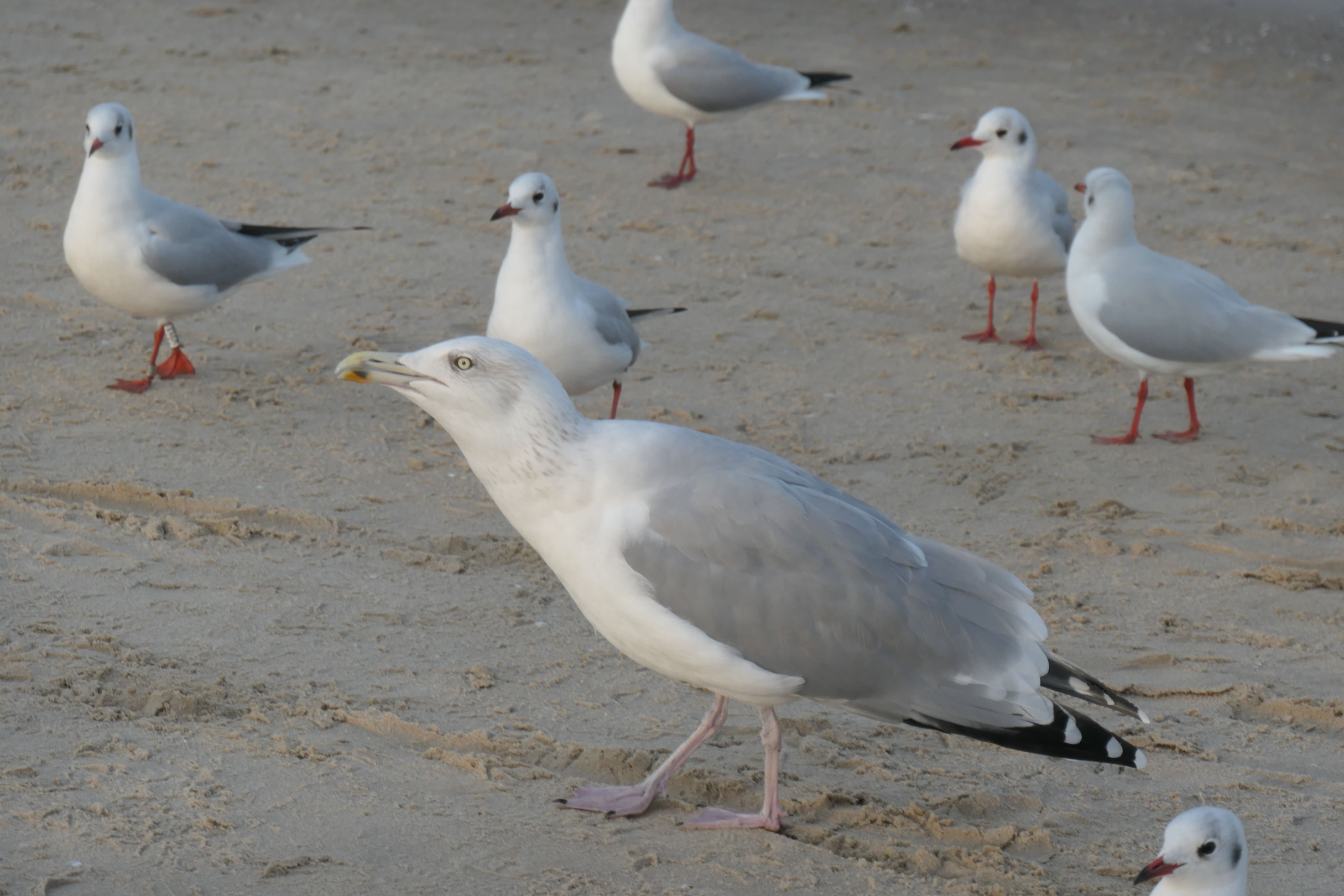 Usedom 19